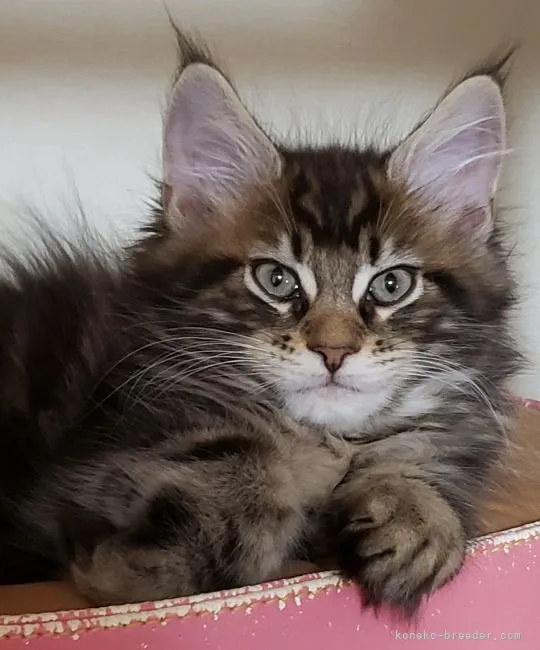 ID：2109-01418の子猫