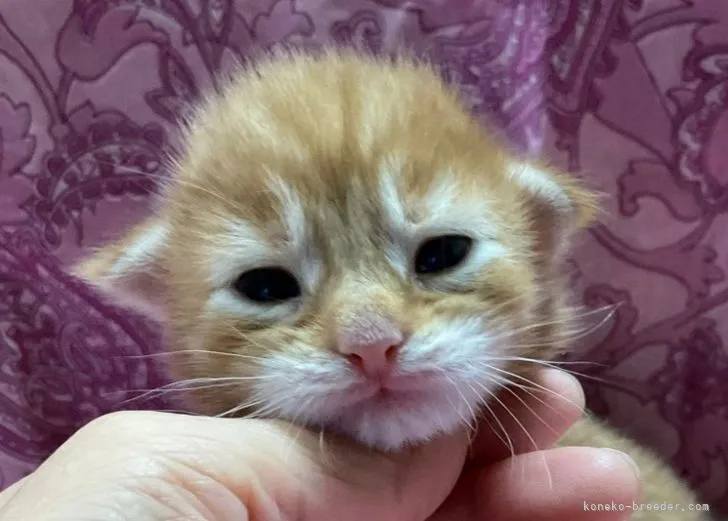 ID：2108-02344の子猫