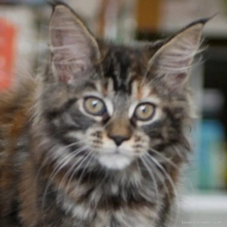 ID：2305-03711の子猫