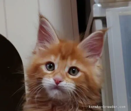 サクラ 様のお迎えした子猫