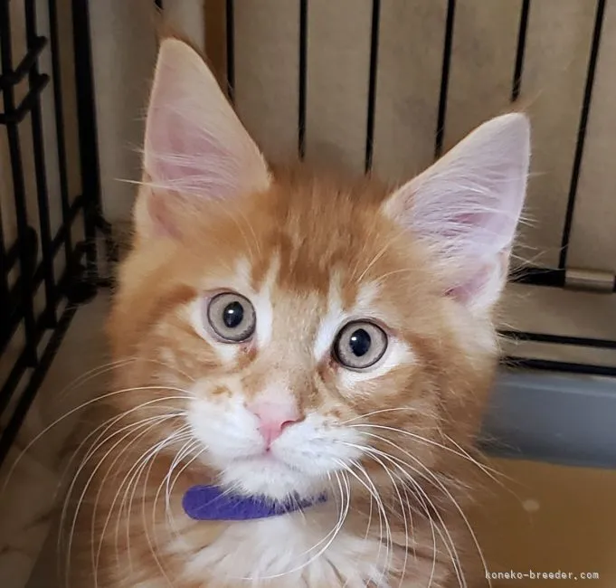 かなえさーん 様のお迎えした子猫