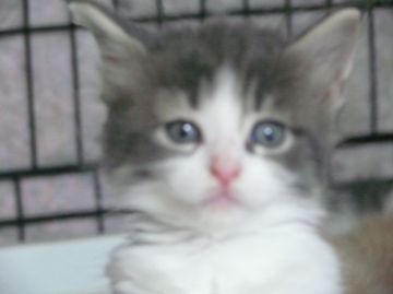 メインクーン【新潟県・女の子・2016年8月6日・ダイリュートキャリコ】の写真「喉をゴロゴロならす甘えん坊です」