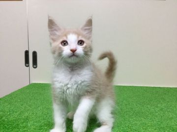 メインクーン【新潟県・男の子・2016年8月6日・クリームタビー&ホワイト】の写真「兄弟の中で一番大きい子です」