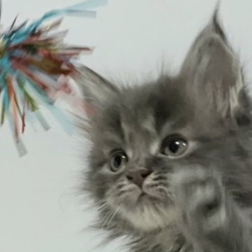 メインクーン【新潟県・女の子・2024年10月22日・ブルータビー（ロング）】の写真「大きな目可愛いお顔」