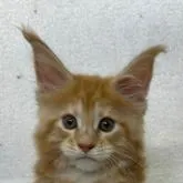 メインクーン【新潟県・女の子・2022年7月13日・レッドタビー】の写真1