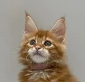 メインクーン【新潟県・女の子・2022年4月4日・レッドタビー】の写真1