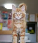 メインクーン【新潟県・男の子・2023年4月14日・レッドタビー】の写真2