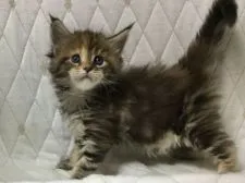 メインクーン【新潟県・女の子・2019年7月7日・ブラウンタビー】の写真2「8月13日撮影」