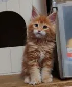 メインクーン【新潟県・男の子・2021年2月22日・レッドタビー】の写真2