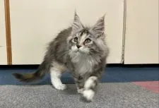 メインクーン【新潟県・女の子・2021年8月1日・シルバーパッチドタビー&ホワイト】の写真2「生後91日目」