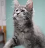 メインクーン【新潟県・女の子・2024年5月9日・ブルータビー】の写真2「生後85日目」