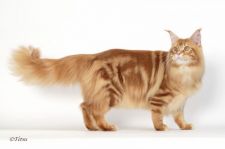 メインクーン【・男の子・2018年2月24日・レッドクラシックタビー】