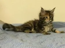 メインクーン【新潟県・女の子・2019年7月7日・ブラウンタビー】の写真4「8月２3日撮影」