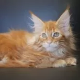 メインクーン【新潟県・女の子・2025年7月13日・レッドクラシックタビー】の写真7