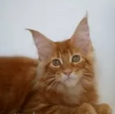 メインクーン【新潟県・女の子・2025年7月13日・レッドクラシックタビー】の写真2