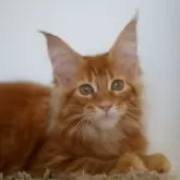 メインクーン【新潟県・女の子・2025年7月13日・レッドクラシックタビー】の写真3