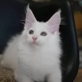 メインクーン【新潟県・女の子・2025年7月13日・ホワイト】の写真13