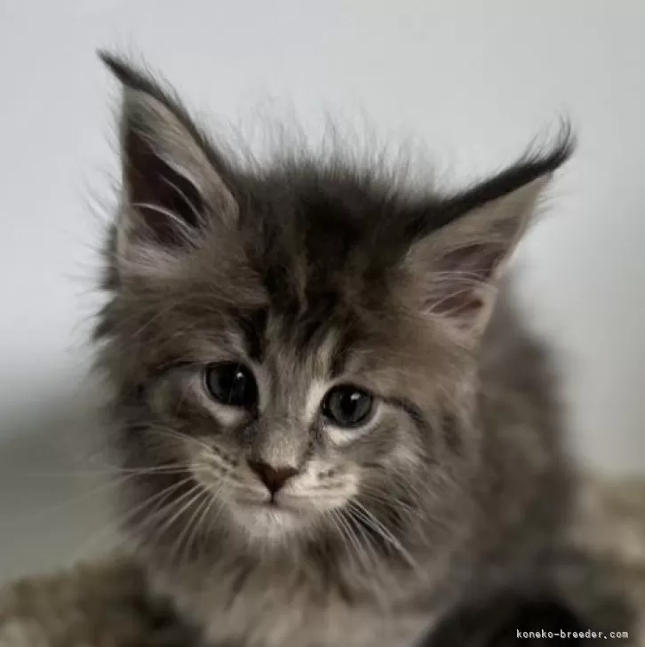 ID：2502-01269の子猫