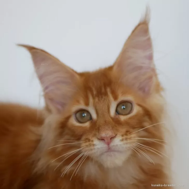 メインクーン【新潟県・女の子・2025年7月13日・レッドクラシックタビー】の写真1