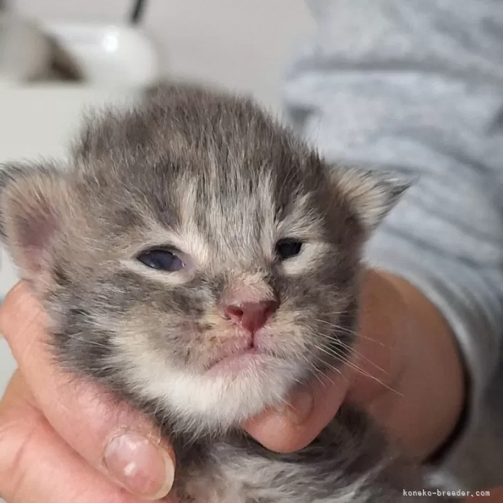 ID：2504-00334の子猫
