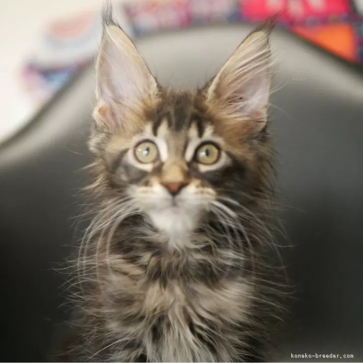 ID:2510-02037の子猫