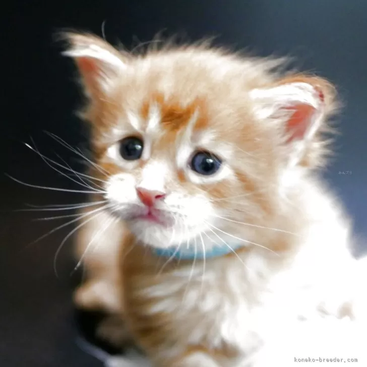 ID：2504-03632の子猫