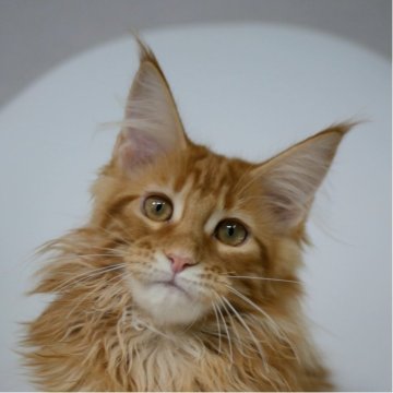 メインクーン【新潟県・女の子・2025年7月13日・レッドクラシックタビー（シャギーコート）】の写真「性格のおっとりした控えめな子です」