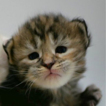 メインクーン【新潟県・女の子・2025年1月25日・ブラウンパッチ（シャギーコート）】の写真「まんまるお顔」