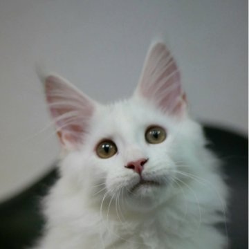 メインクーン【新潟県・女の子・2025年7月13日・ホワイト（シャギーコート）】の写真「１番の甘えん坊
抱っこが大好きです」