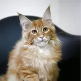 メインクーン【新潟県・女の子・2025年7月13日・レッドクラシックタビー】の写真4