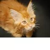 メインクーン【新潟県・女の子・2025年7月13日・レッドクラシックタビー】の写真10