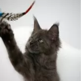 メインクーン【新潟県・女の子・2026年1月7日・ブルーかブルースモーク】の写真11