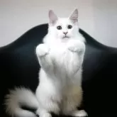 メインクーン【新潟県・女の子・2025年7月13日・ホワイト】の写真6