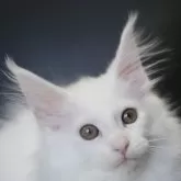 メインクーン【新潟県・女の子・2025年7月13日・ホワイト】の写真9