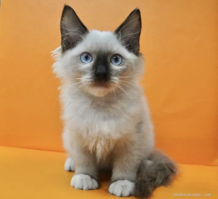 ID：2010-02121の子猫