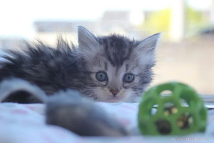 ID：1704-01090の子猫