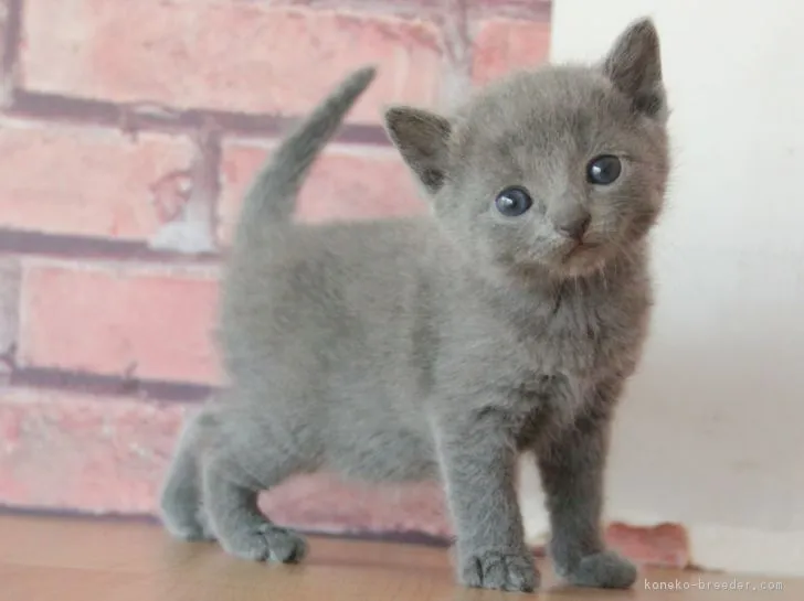 ID：1805-00332の子猫