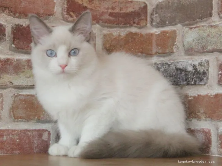 ID:2001-01046の子猫