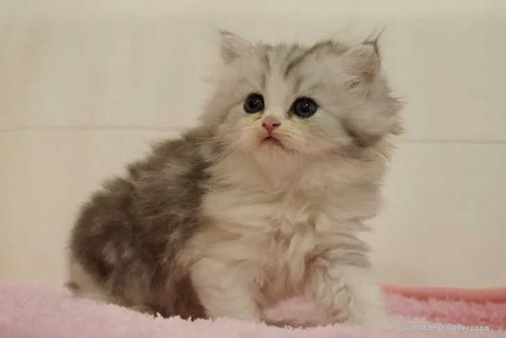 ID：2007-02002の子猫