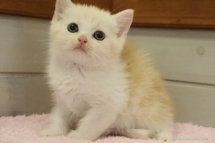 ID:2007-02003の子猫