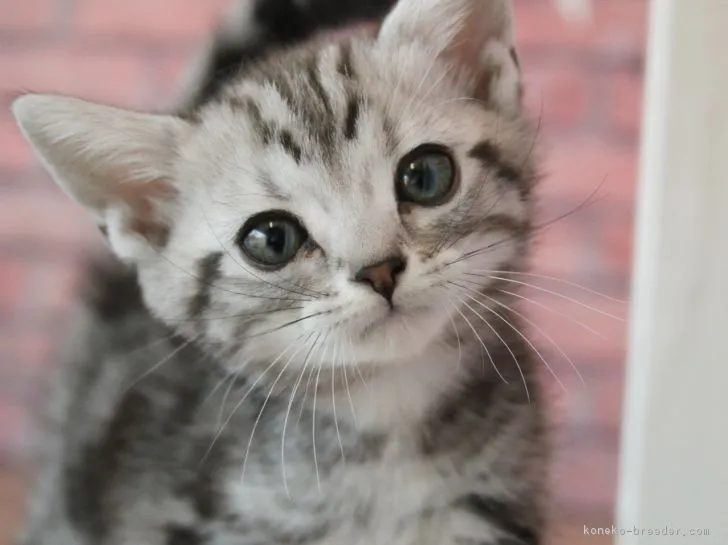 ID:1903-00201の子猫