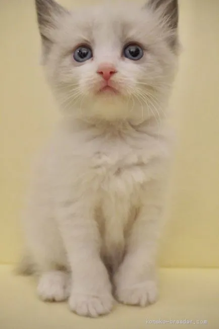 ID:2012-01114の子猫