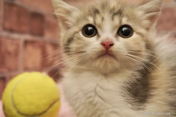 ID：2011-01191の子猫