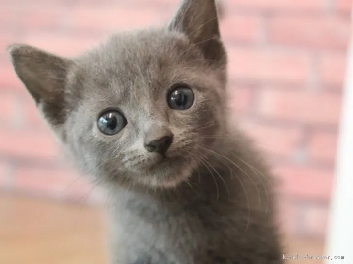 ID:1808-00483の子猫