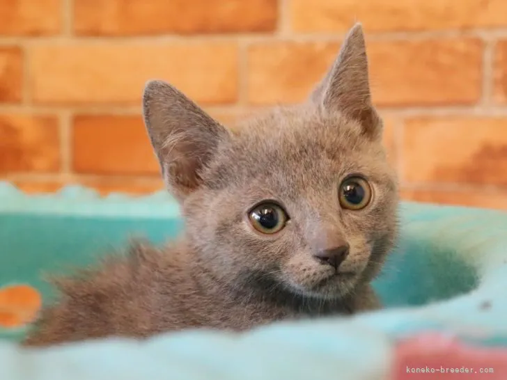 ID:2111-02121の子猫