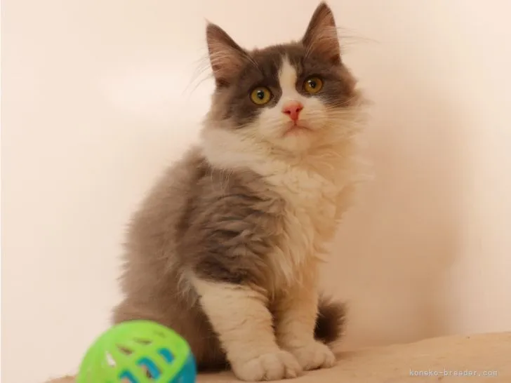 ID:2111-02117の子猫