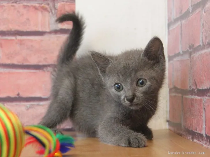 ID:1806-00860の子猫
