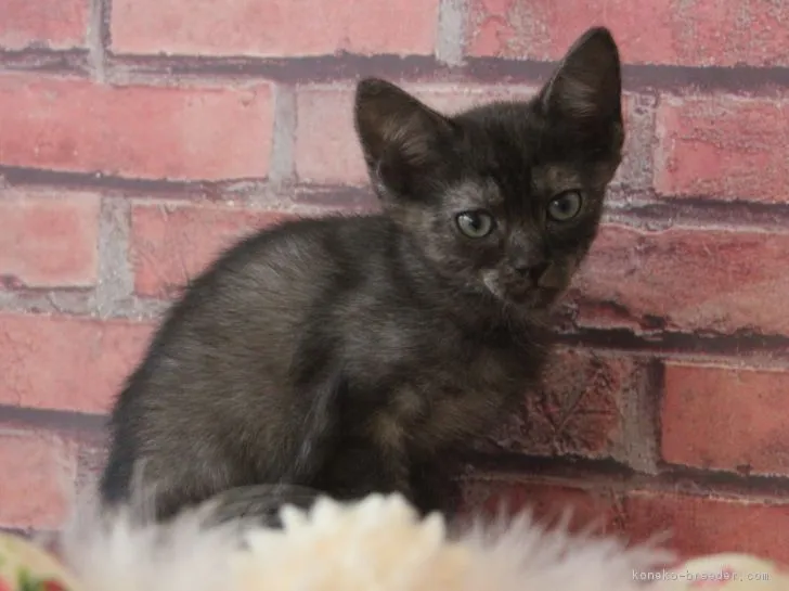 ID:1810-01481の子猫