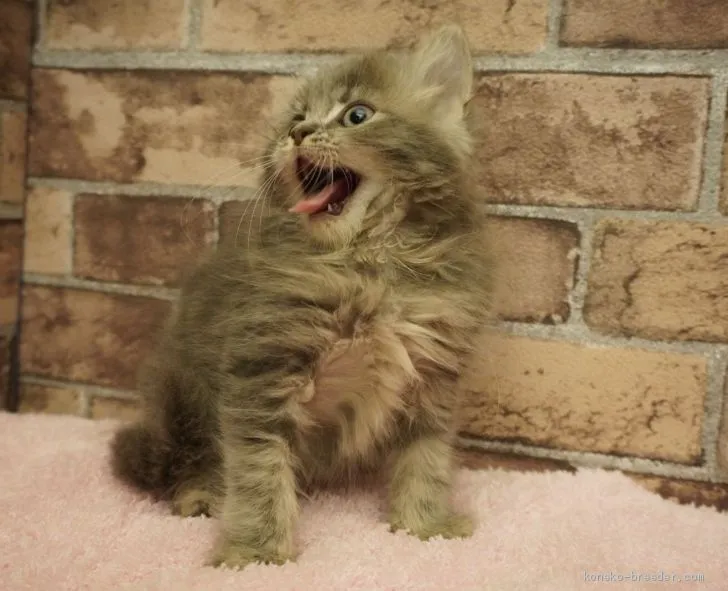 ID：2011-01983の子猫