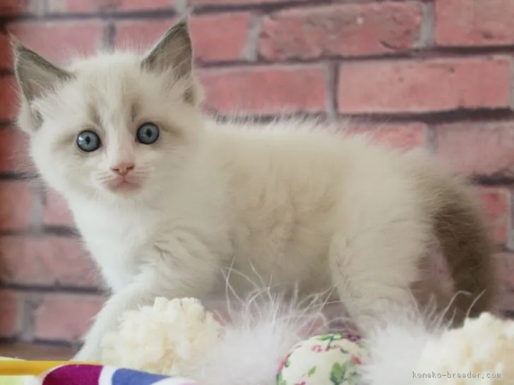 ID:1812-00036の子猫